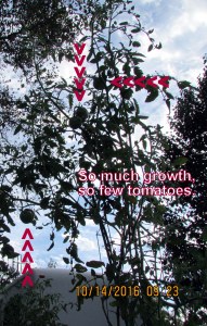 Some tomatoes on this plant