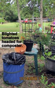 Blighted tomatoes to composter, plant went into the trash