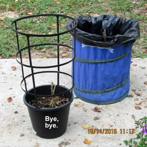 Tomato plant into the trash