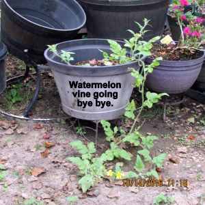 Watermelon vine goes into the trash