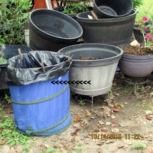 Watermelon vine into trash (2)