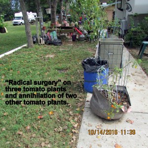 Radical surgery on three tomato plants