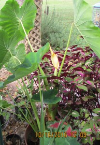 Elephant Ear wide view