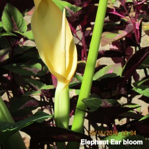 Elephant Ear bloom close up