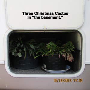 Three Christmas Cactus in the basement