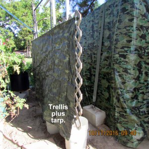 Trellis plus tarp