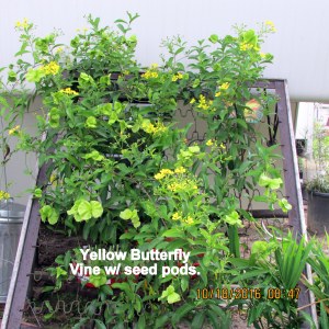 Yellow Butterfly seed pods