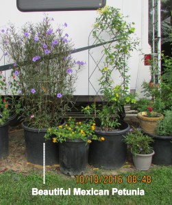 Beautiful Mexican Petunia