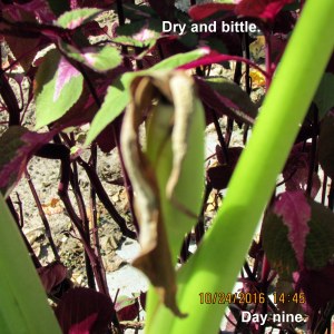 Elephant Ear seed pod