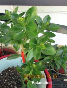 Kalanchoe