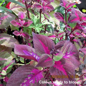 Coleus getting ready to bloom
