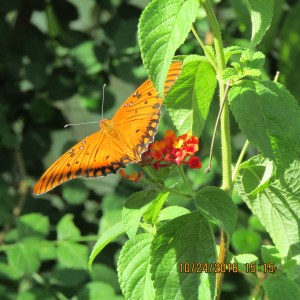 Butterfly on Lorraine's Cape Honeysuckle