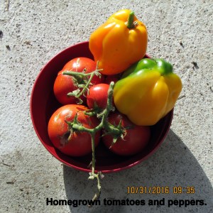 Homegrown tomatoes and peppers