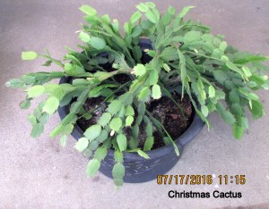 Christmas Cactus in July (1)