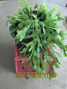 Christmas Cactus in July (2)