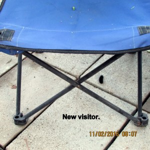 Fuzzy caterpillar visitor