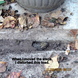 Toad was disturbed by my activities