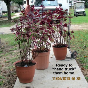 Ready to hand truck to Helen's