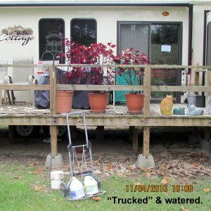 Coleus on Helen's porch
