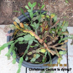 Christmas Cactus is dying