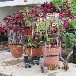 Before severe trimming