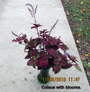 Coleus with blooms