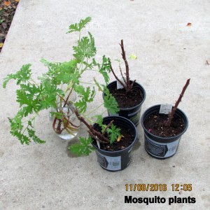 Trimmed mosquito plants