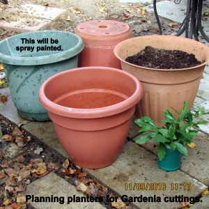 Planters for gardenia cuttings