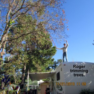 Roger on the roof trimming limbs