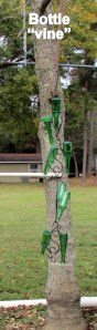 Bottle vine (1)