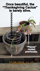 Thanksgiving Cactus barely alive