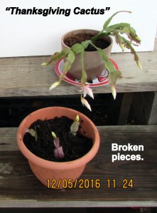 Broken pieces of Thanksgiving Cactus