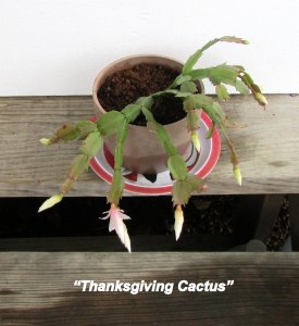 Earlier rooting of Thanksgiving Cactus