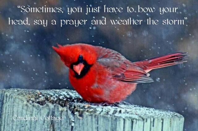 cardinal-praying-poster