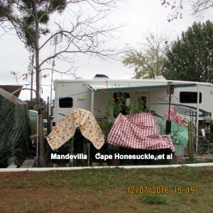 Mandevilla, Cape Honeysuckle, et al