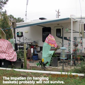 Impatien probably will not survive