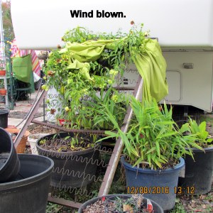 Wind blown Yellow Butterfly Vine