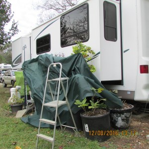 Recovering Mexican Petunia and Yellow Butterfly Vine