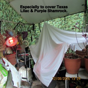 Texas Lilac and Purple Shamrock covered