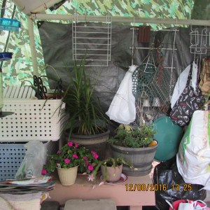 Before misc. other plants covered