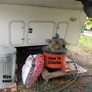 Hen 'n Chicks under cover