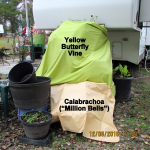 Yellow Butterfly Vine covered