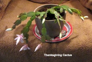 Thanksgiving Cactus