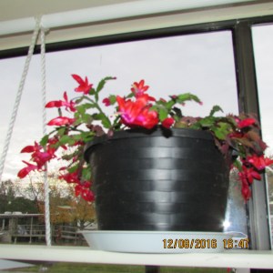 Hazel's Christmas Cactus (1)