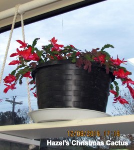 Hazel's Christmas Cactus (2)