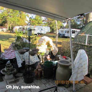 Sunshine beyond my patio