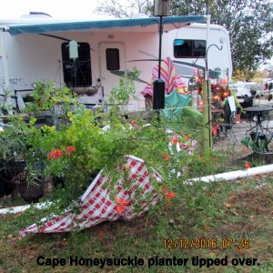 Overturned Cape Honeysuckle