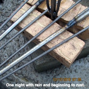 Rust on sections of bottle tree