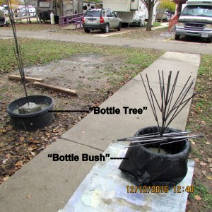 Bottle tree and bottle bush