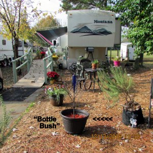 Bottle bush in neighbor's yard